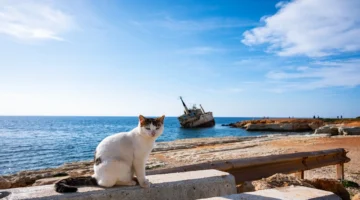 الوضع يخرج عن السيطرة.. جزيرة القطط تستغيث وأعداد الهرر السائبة تفوق قدرة الحكومة 1